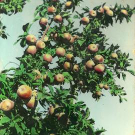 Bountiful apple tree