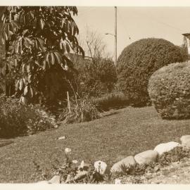 Garden with noxious umbrella tree