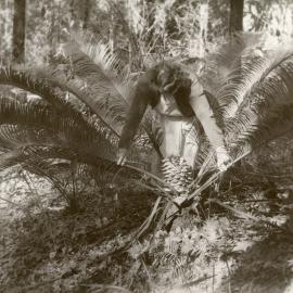 Viewing an Australian cycad