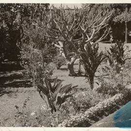 Frangipani garden