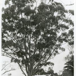 Tall eucalypt