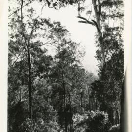 Sub-tropical rainforest, c.1930