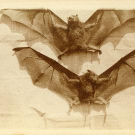Two bats at Otley, 1930