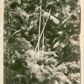 Sub-tropical rainforest, c. 1930