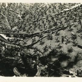 J. Lee's banana plantation at Otley, November 1931