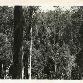 Hardwood forest, 1929 - 1930