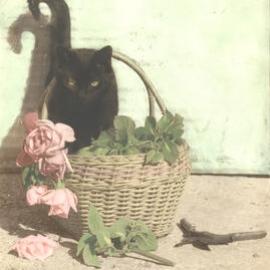 Black cat