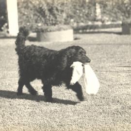 Black spaniel