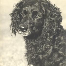 Black spaniel