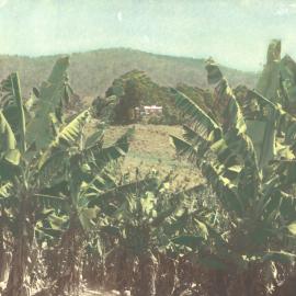 Banana plantation 