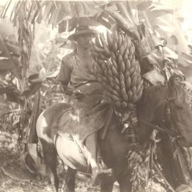 Harvesting bananas while on horseback