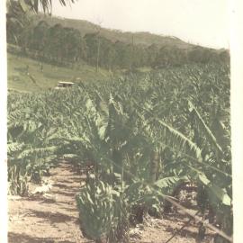 Banana plantation