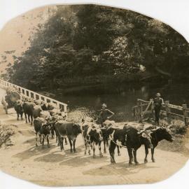 Bullock team on Coramba Bridge, c. 1908