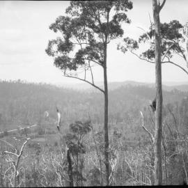 View from Nelsons Hill on Coramba Road, 26 December 1923