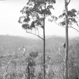 View from Nelsons Hill on Coramba Road, 26 December 1923