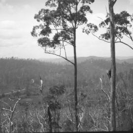 View from Nelsons Hill on Coramba Road, 26 December 1923
