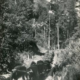A bullock team traverses Bucca Creek, 1930