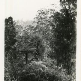 Rainforest at Karangi, 1930s