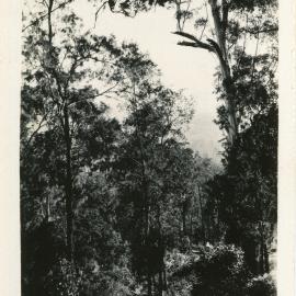 Bush scene, 1930