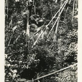 On the Maston property at Karangi, 1930