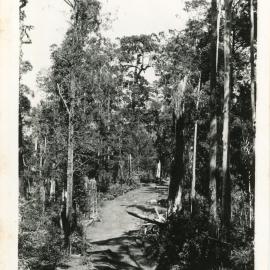 A logging track through the rainforest at Karangi, c.1930