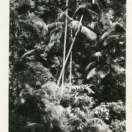 Bangalow palms viewed from the old mine, 1929 - 1930
