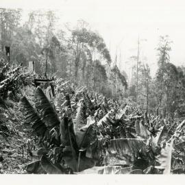 Banana plantation, 1930