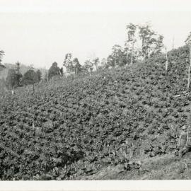 Banana plantation, 1930 - 1935