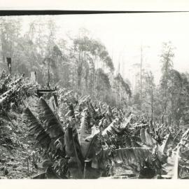 Banana plantation at Mt. Browne, c.1930