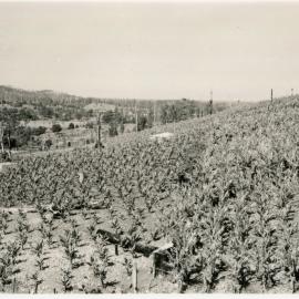Banana plantation