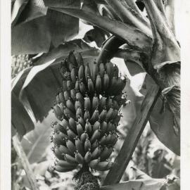 Banana bunch