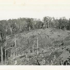 Banana crop