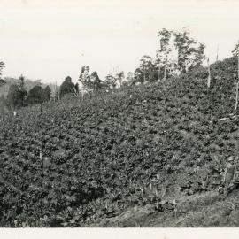 A worker hoeing in the banana crop