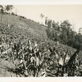 Banana plantation, c.1933