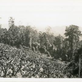 Banana cropping on Mt Browne, c.1930