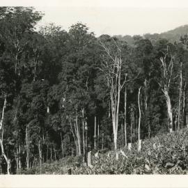 Banana plantation