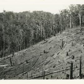 Banana plantation