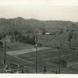 The corn paddock at Otley farm, January 1930