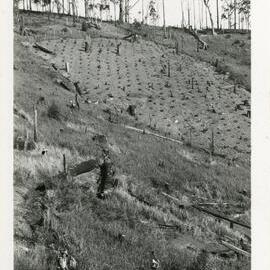 Albert and Harry Anido preparing land, c.1933