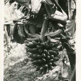 Banana bunch, 1929 - 1930