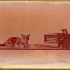 A cat listens to music