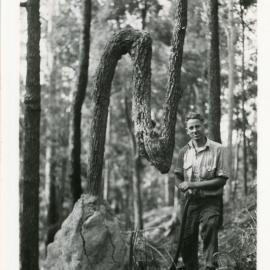 Bill Smitheringale with axe, 1936