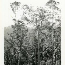 Bush scene