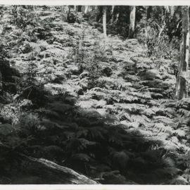 Hillside bracken, 1936