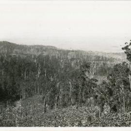 Bush track view towards Coffs Harbour, 1936