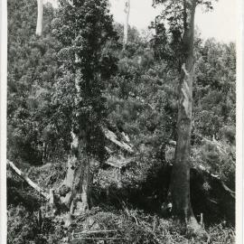 A young man stands beside a tall tree, 1936