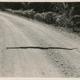 A long snake crosses the Dorrigo Road, 1936