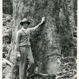 Measuring a tall tree, 1936
