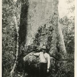 Measuring a tall tree, 1936