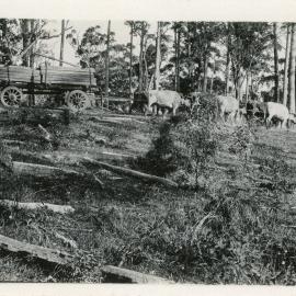 A bullock team pulls a load of railway sleepers, 1930